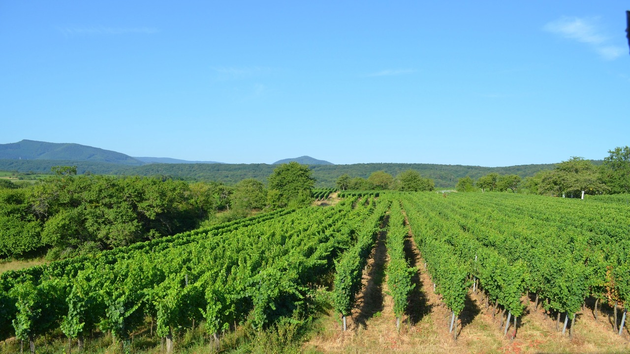 Photo of Outdoor in Rosheim