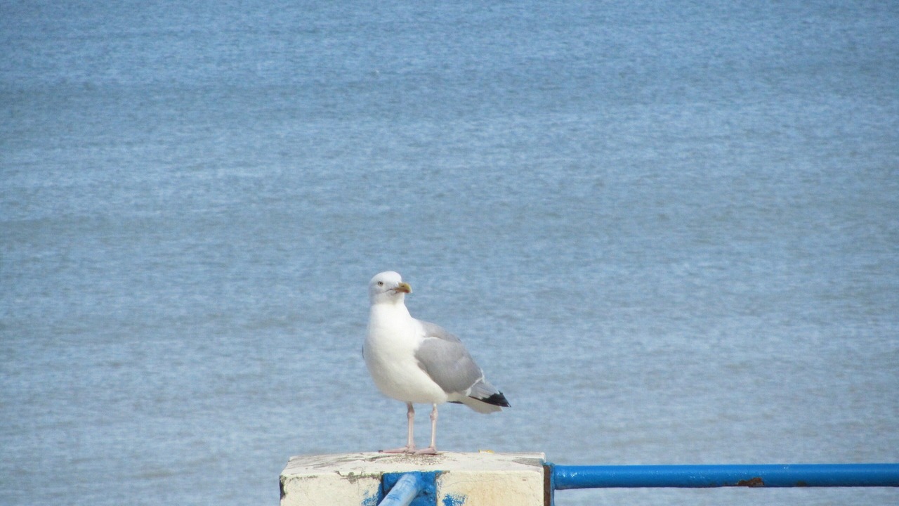 Photo of Others in Ault