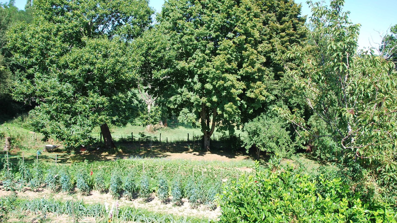 Photo of Outdoor in La Salvetat-Peyrales