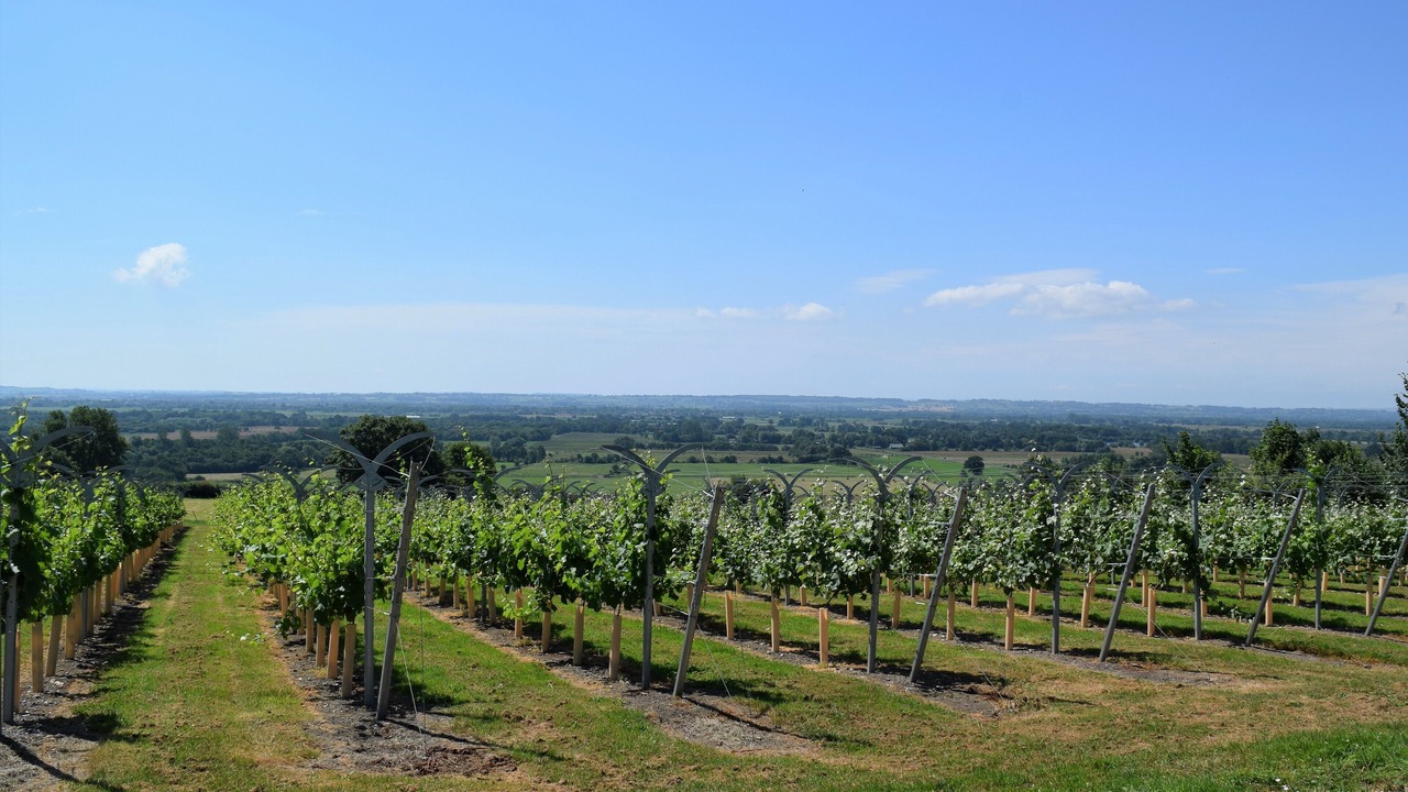 Photo of Others in Wedmore