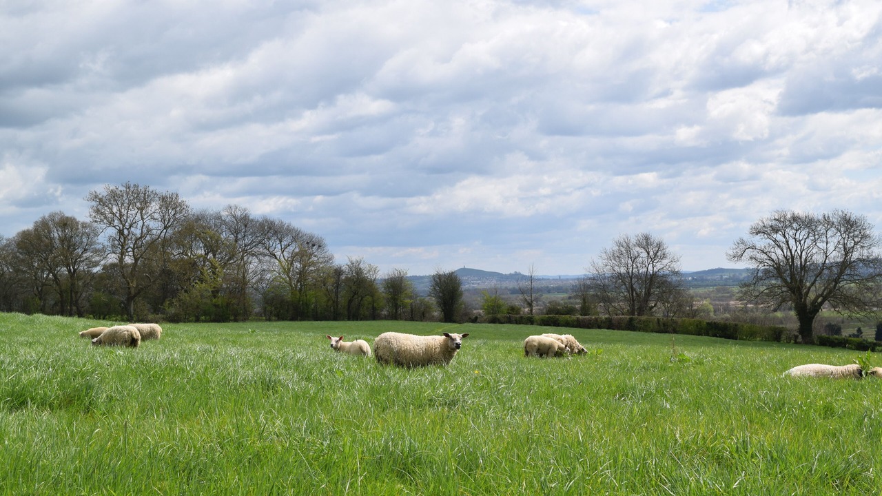 Photo of Others in Wedmore