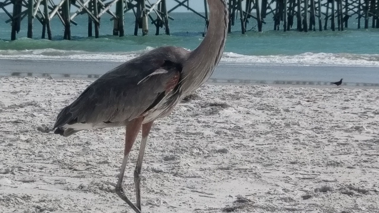 Photo of Others in Redington Shores