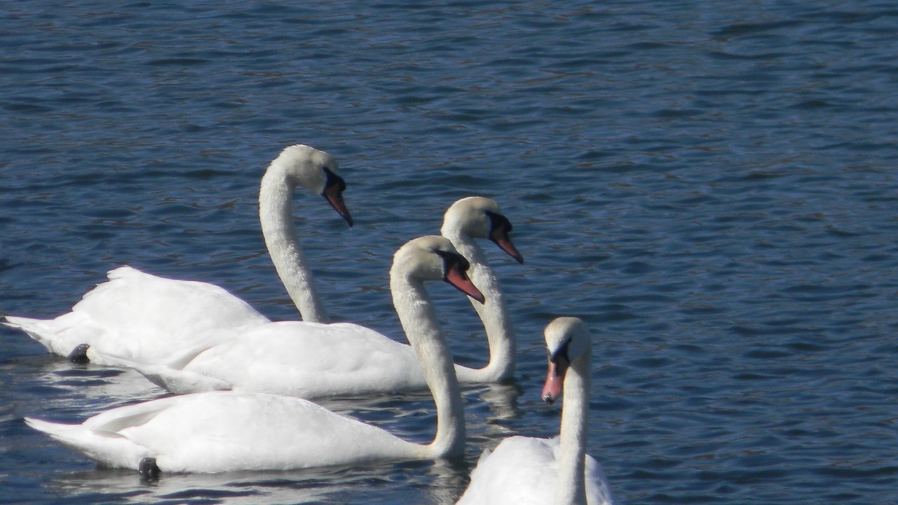 Photo of Others in East Falmouth