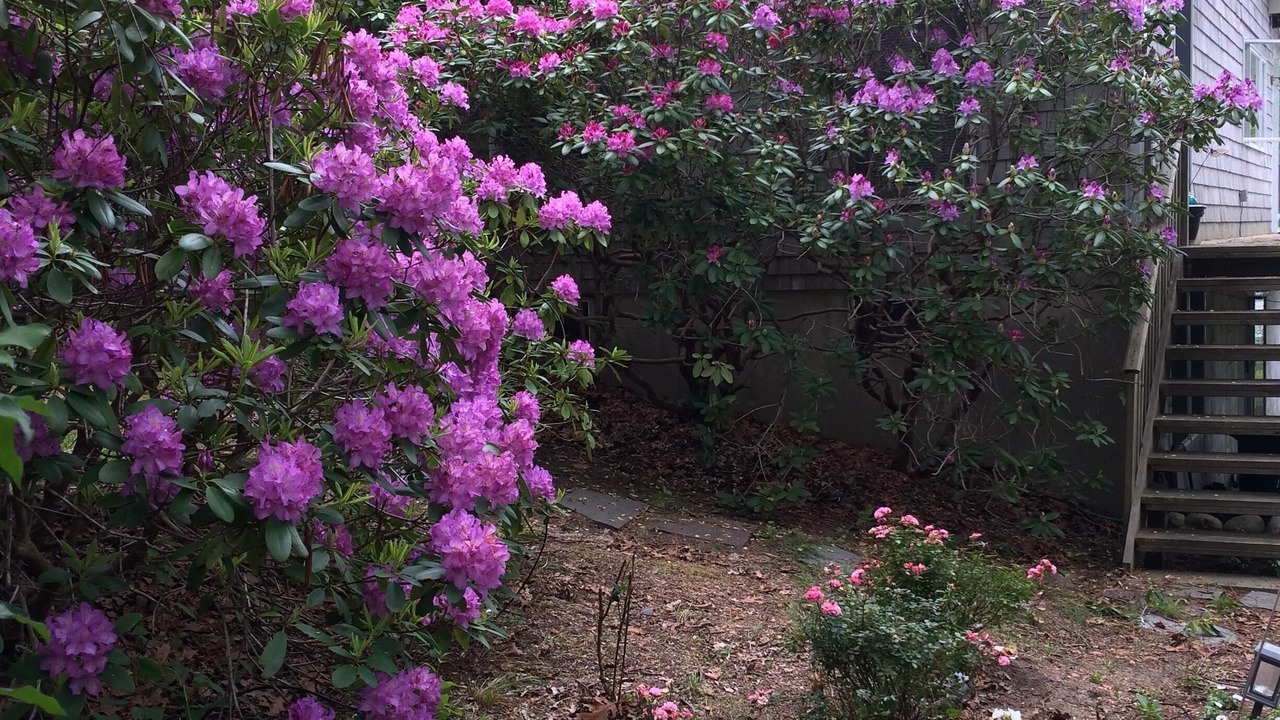 Photo of Others in East Falmouth