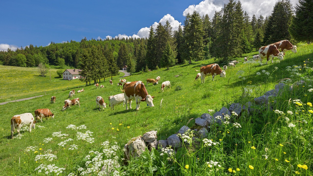 Photo of Others in Doucier