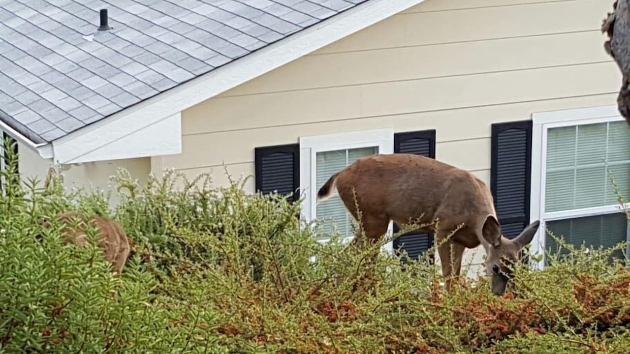 Photo of Others in Myrtle Creek