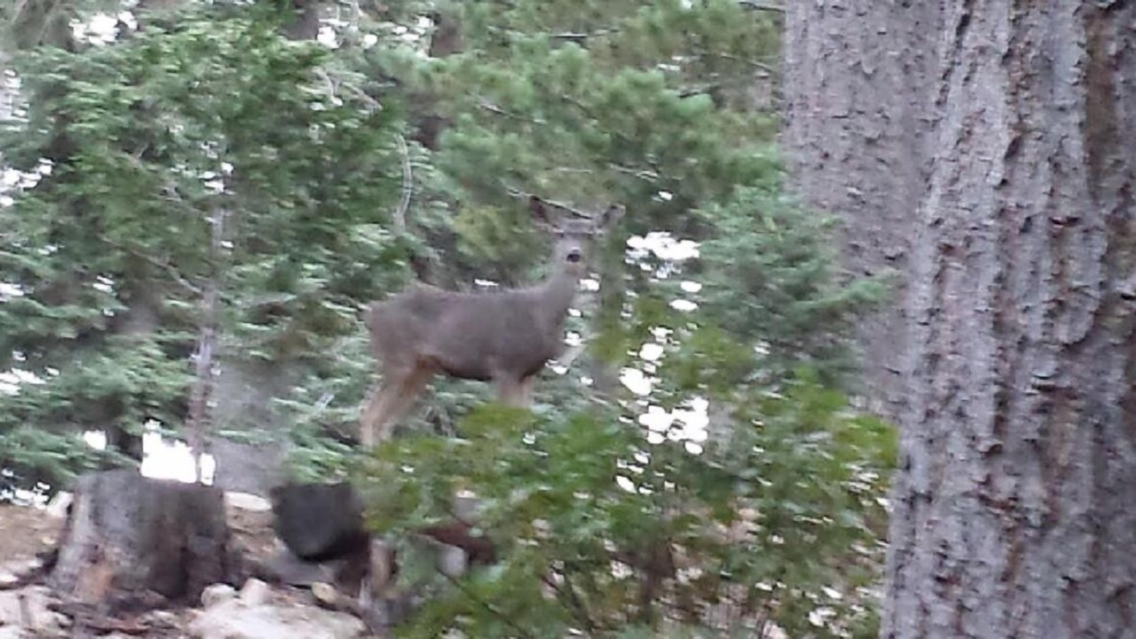 Photo of Others in Lake Arrowhead