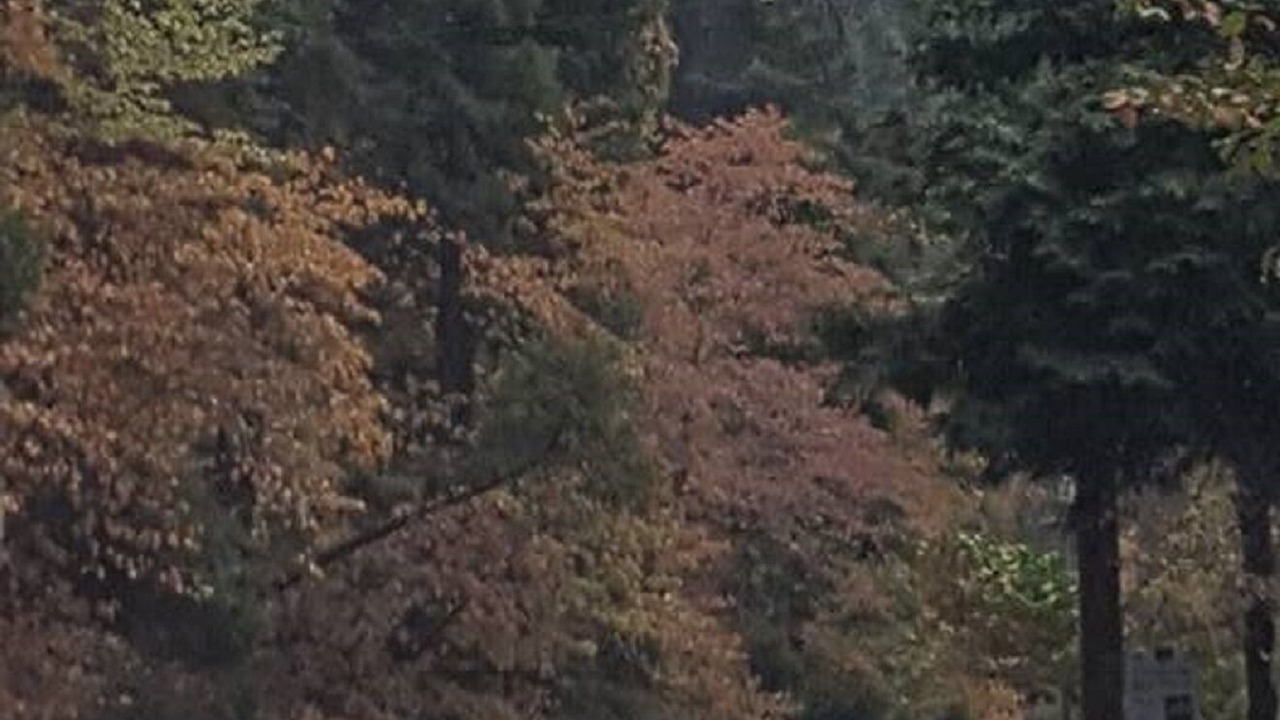 Photo of Outdoor in Lake Arrowhead