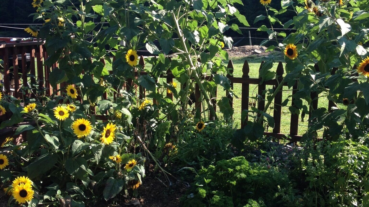 Photo of Others in Lake Como