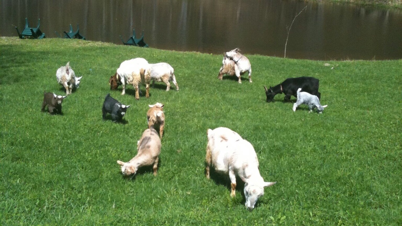 Photo of Others in Lake Como