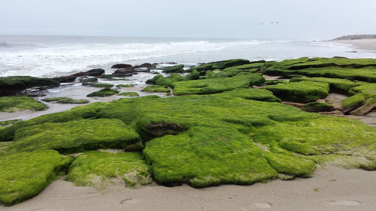 Photo of Others in North Carolina Coast