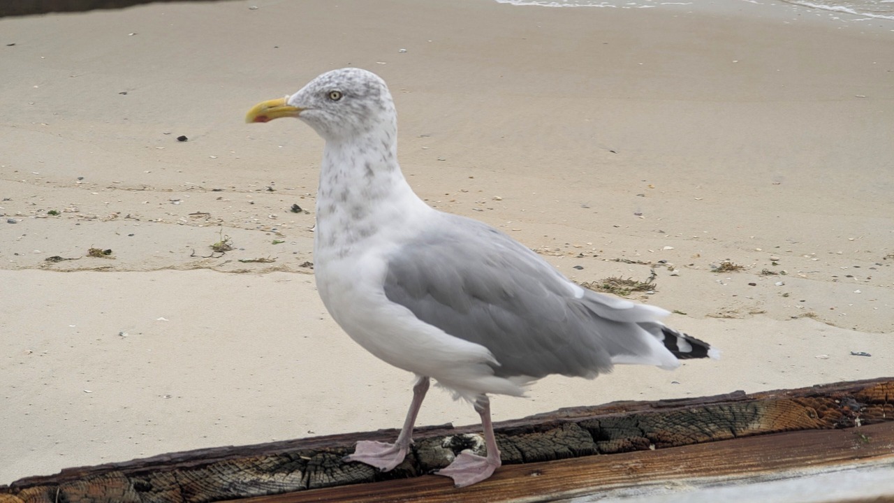 Photo of Others in Ship Bottom