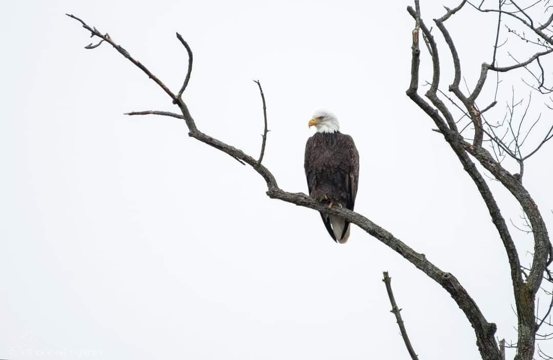 Photo of Others in Fox Lake