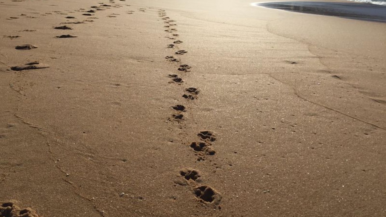 Photo of Others in Macmasters Beach