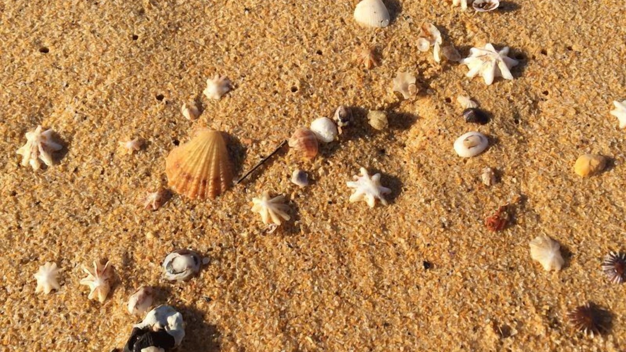 Photo of Others in Macmasters Beach