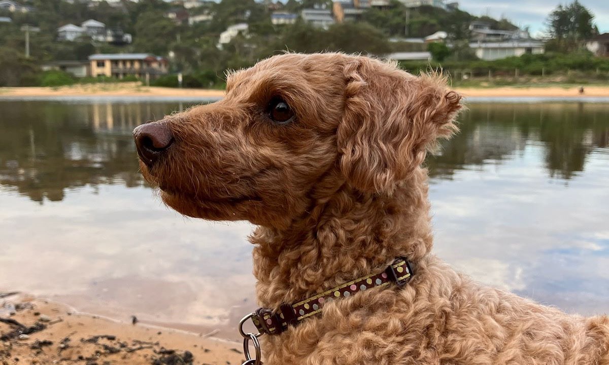 Photo of Others in Macmasters Beach