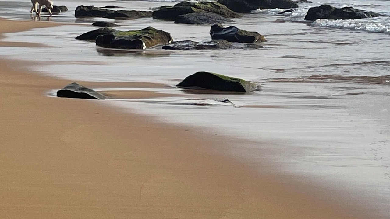 Photo of Others in Macmasters Beach