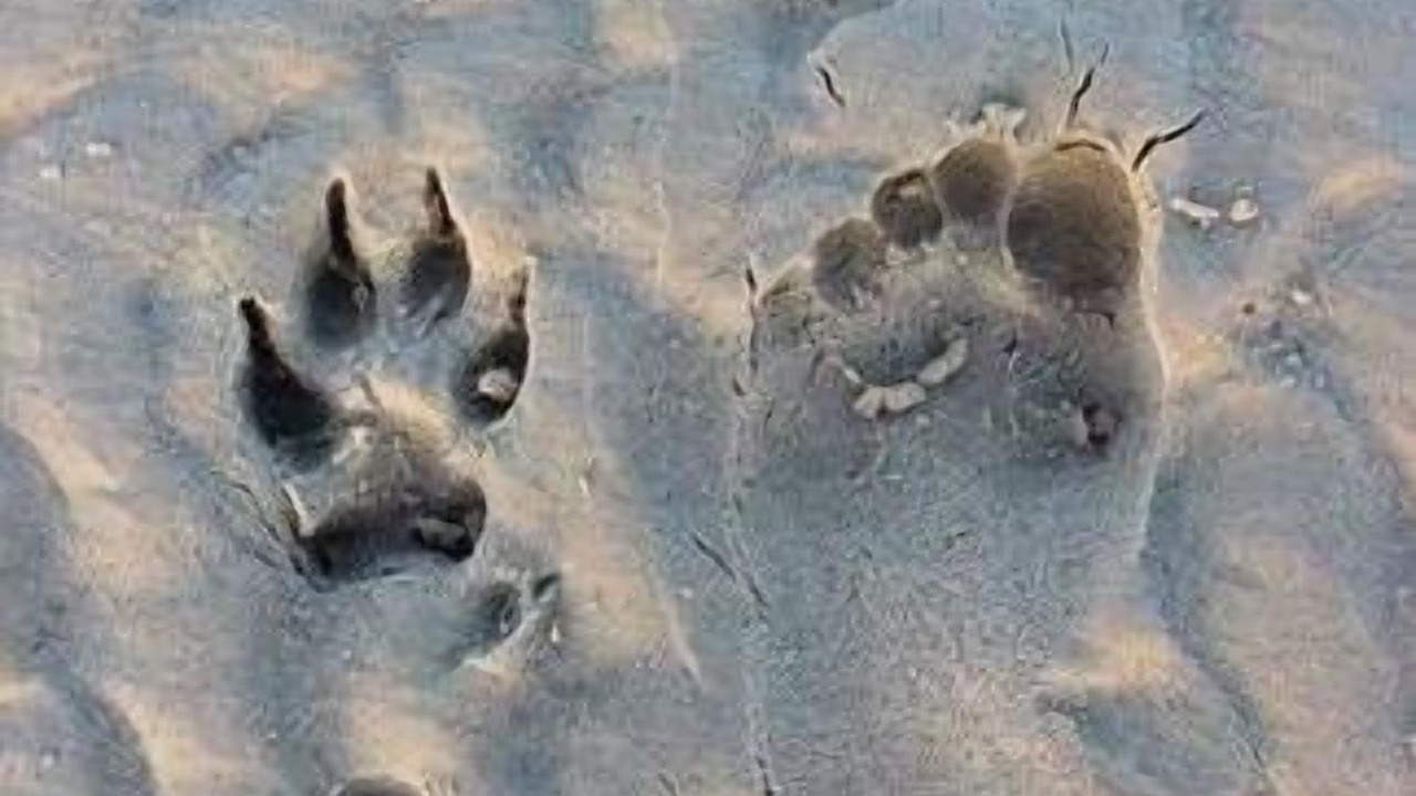 Photo of Others in Toogoom