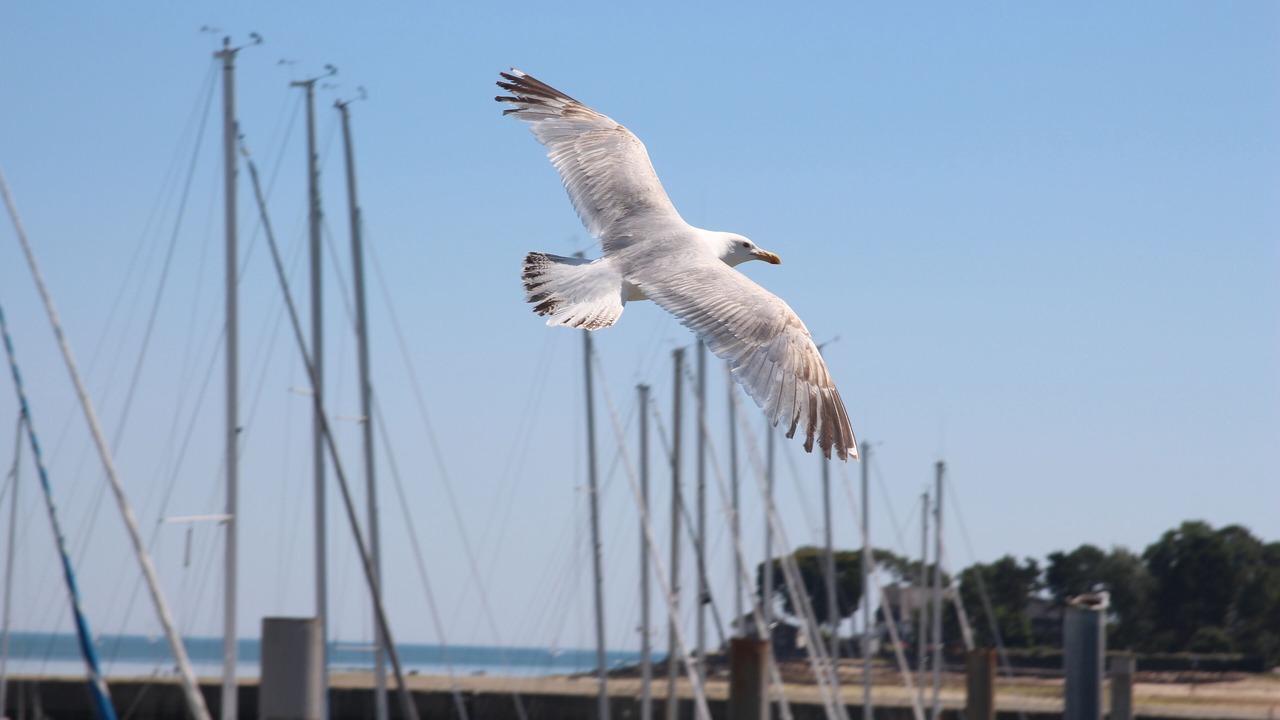 Photo of Outdoor in La Trinite-sur-Mer