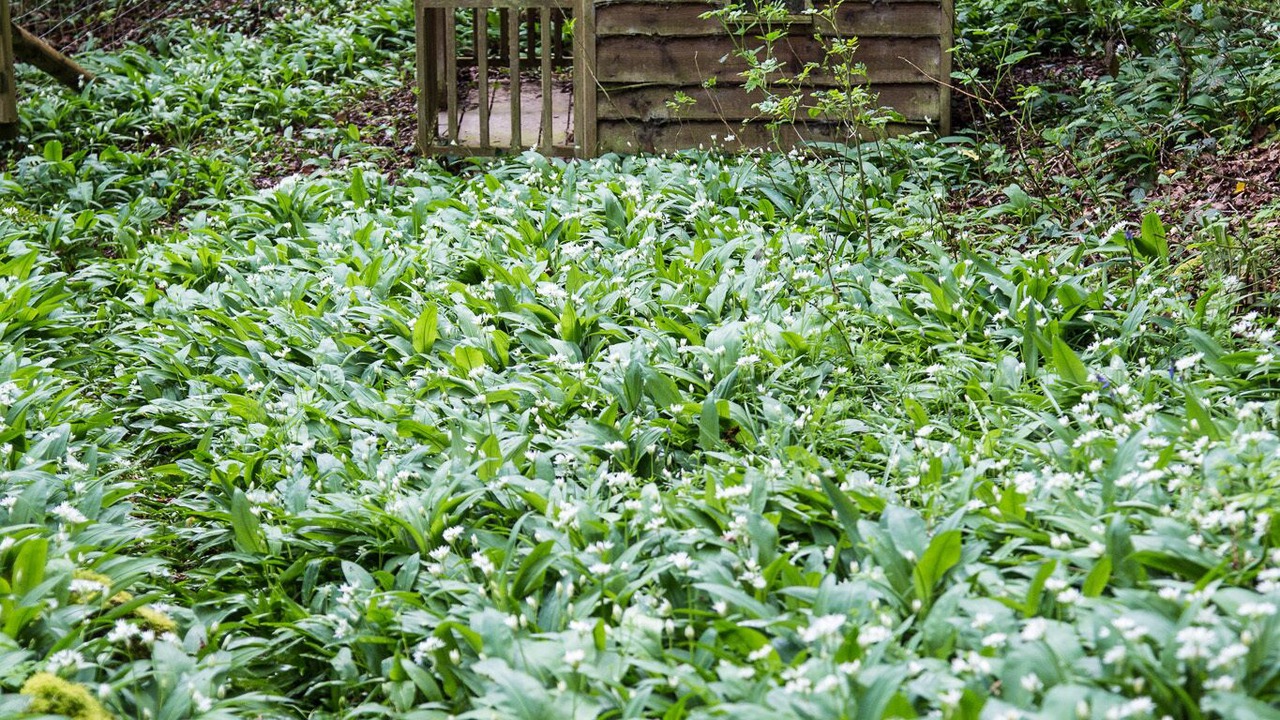 Photo of Others in Saltash