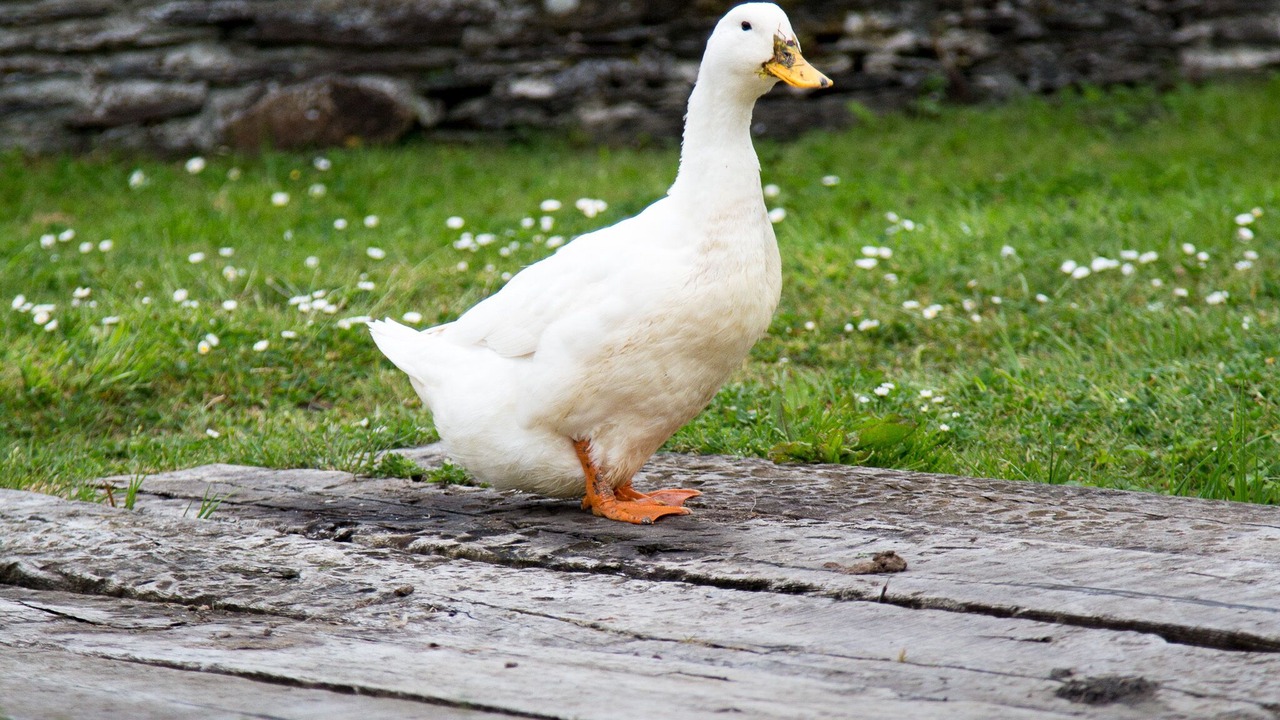 Photo of Others in Saltash