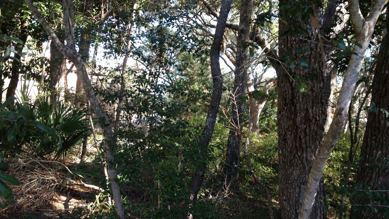 Photo of Others in Fernandina Beach