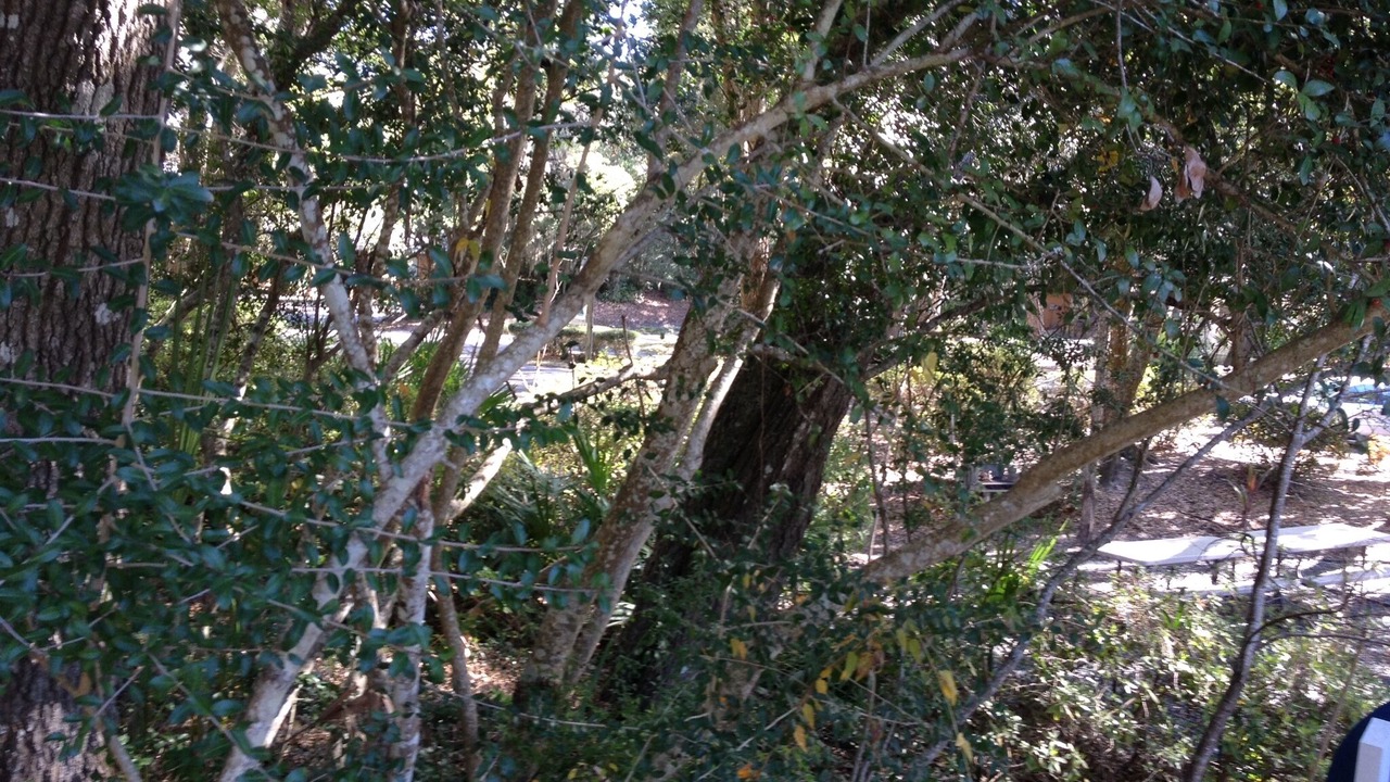 Photo of Others in Fernandina Beach