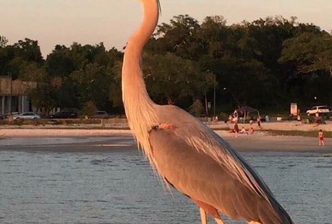 Photo of Others in Ocean Springs
