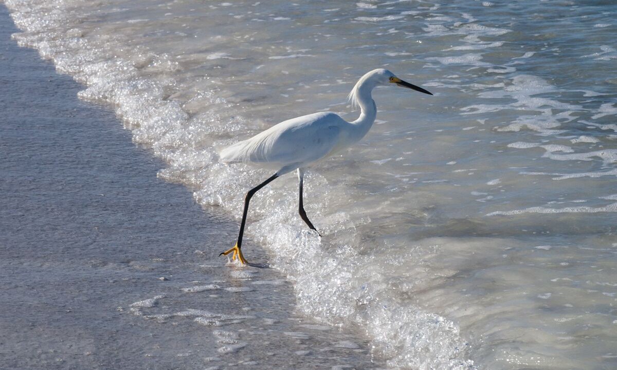Photo of Others in Holmes Beach