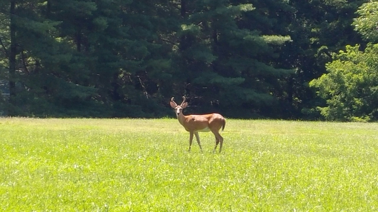 Photo of Others in North Shore