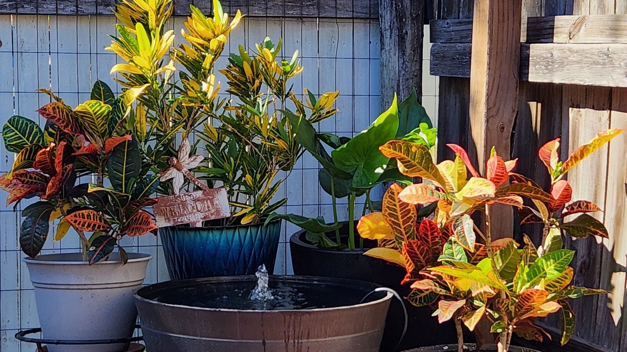 Photo of Outdoor in Homosassa