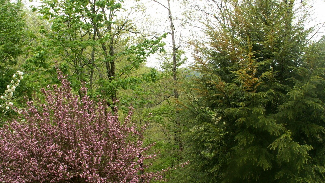Photo of Others in Qualla