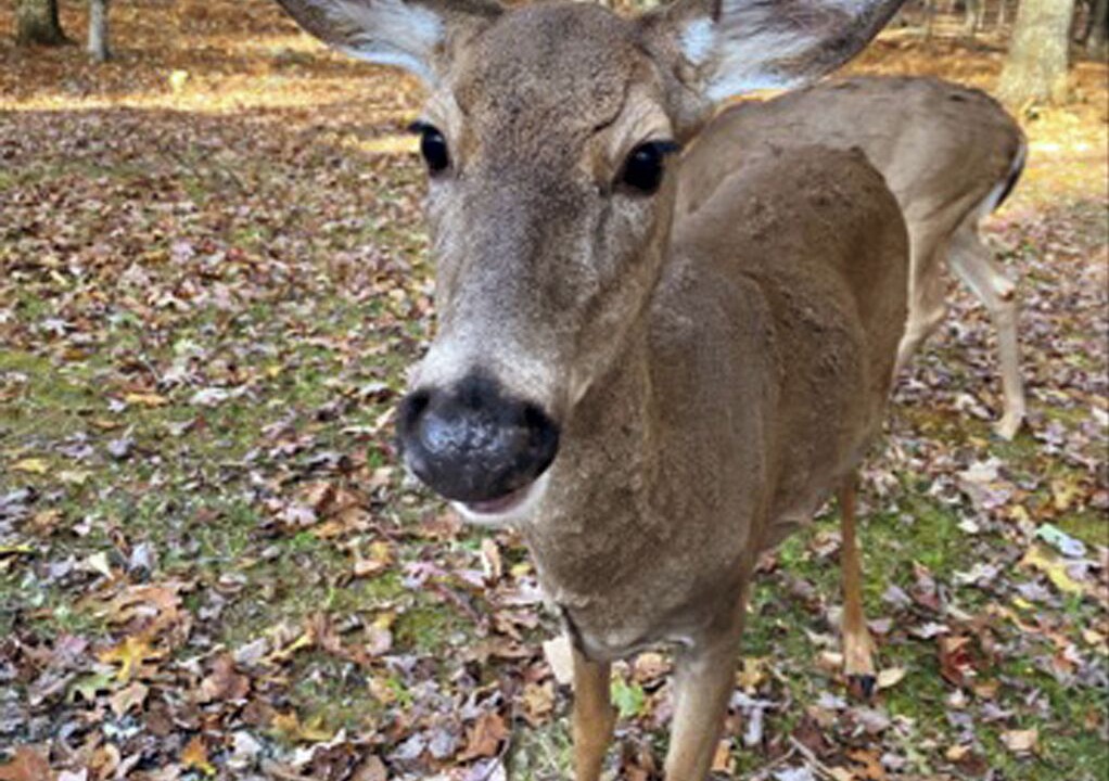 Photo of Others in Bushkill