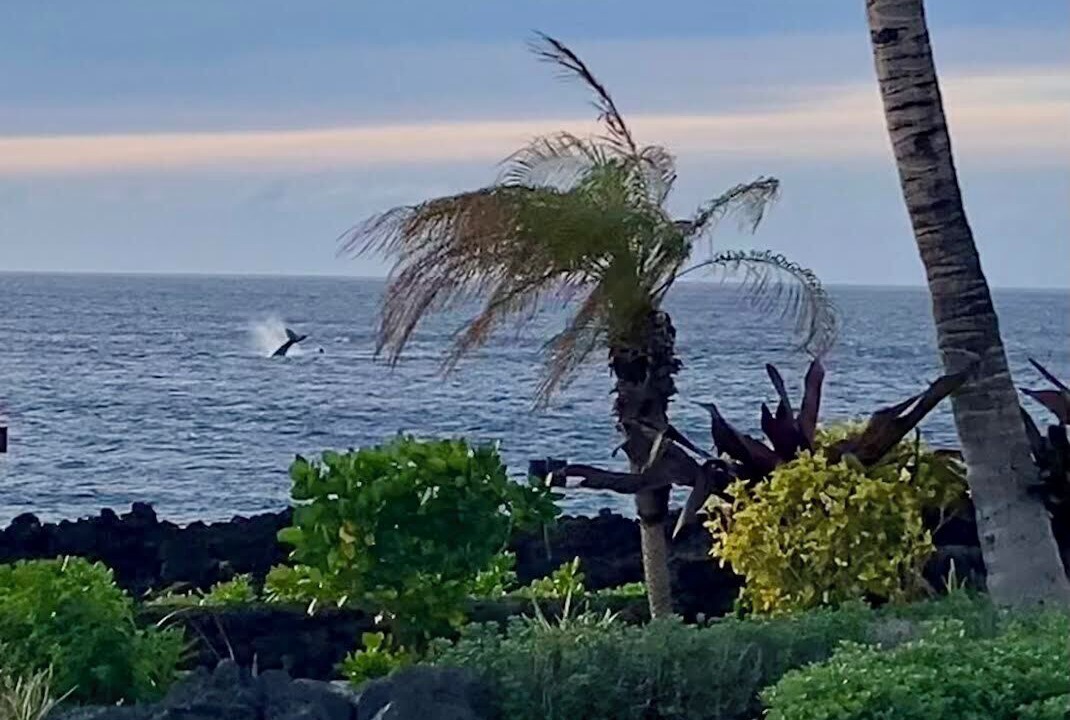 Photo of Others in Waikoloa