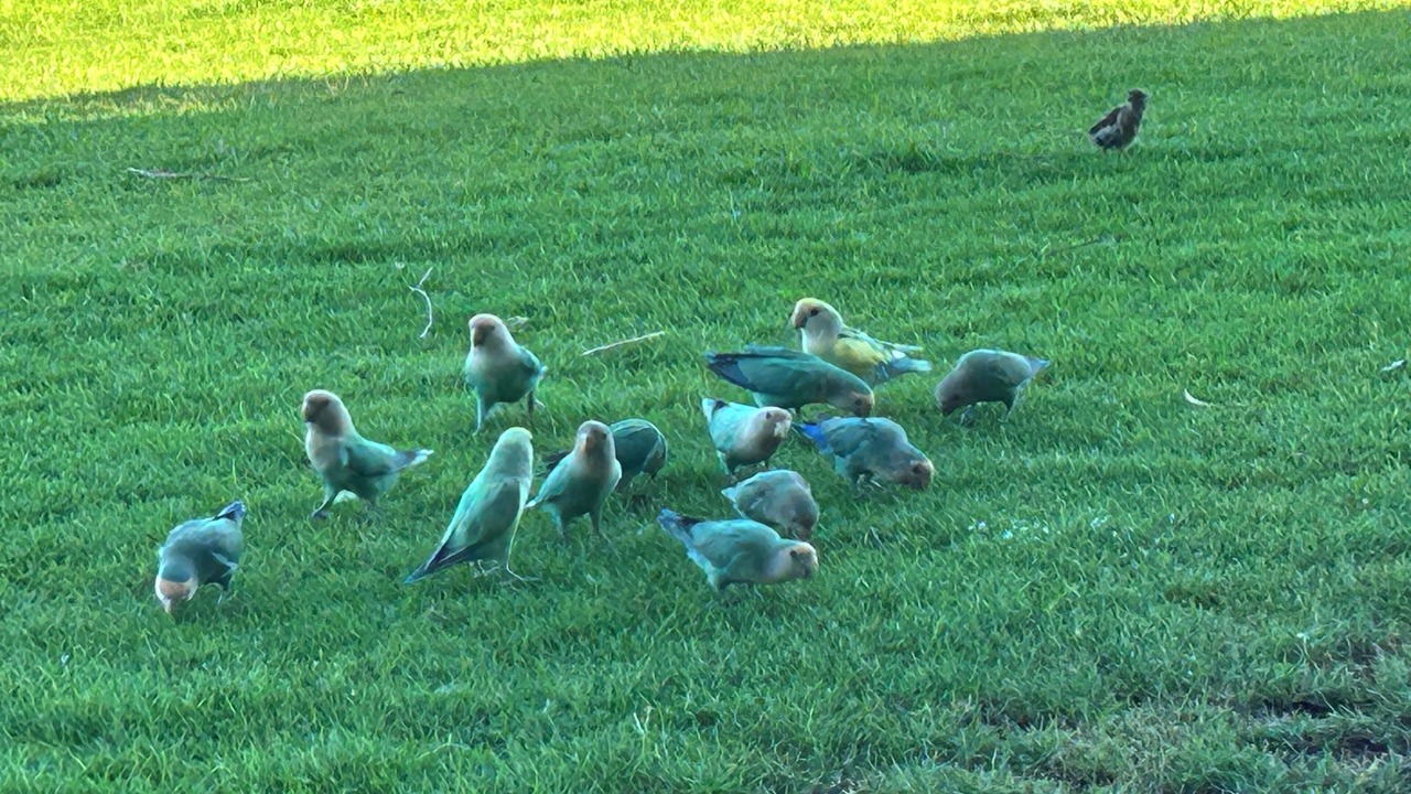 Photo of Others in Waikoloa