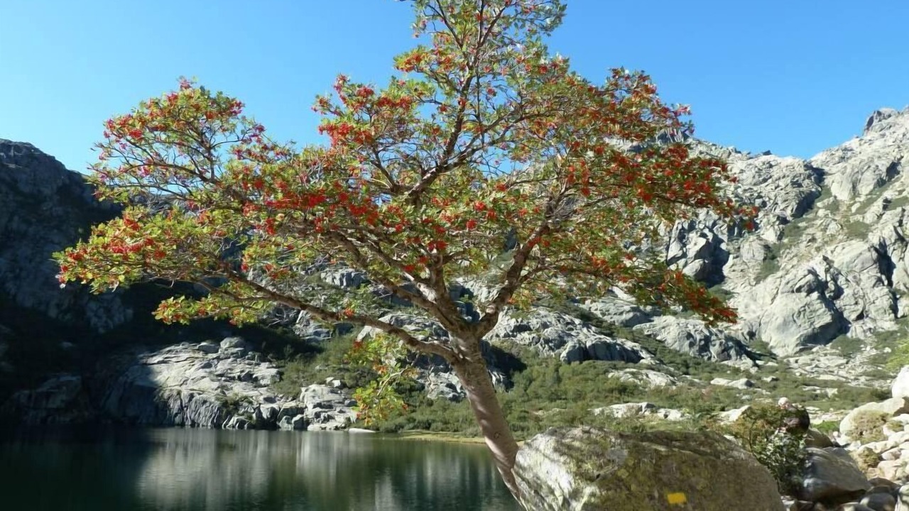 Photo of Others in Omessa