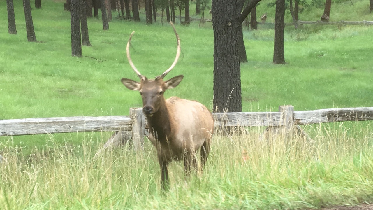 Photo of Outdoor in Ruidoso
