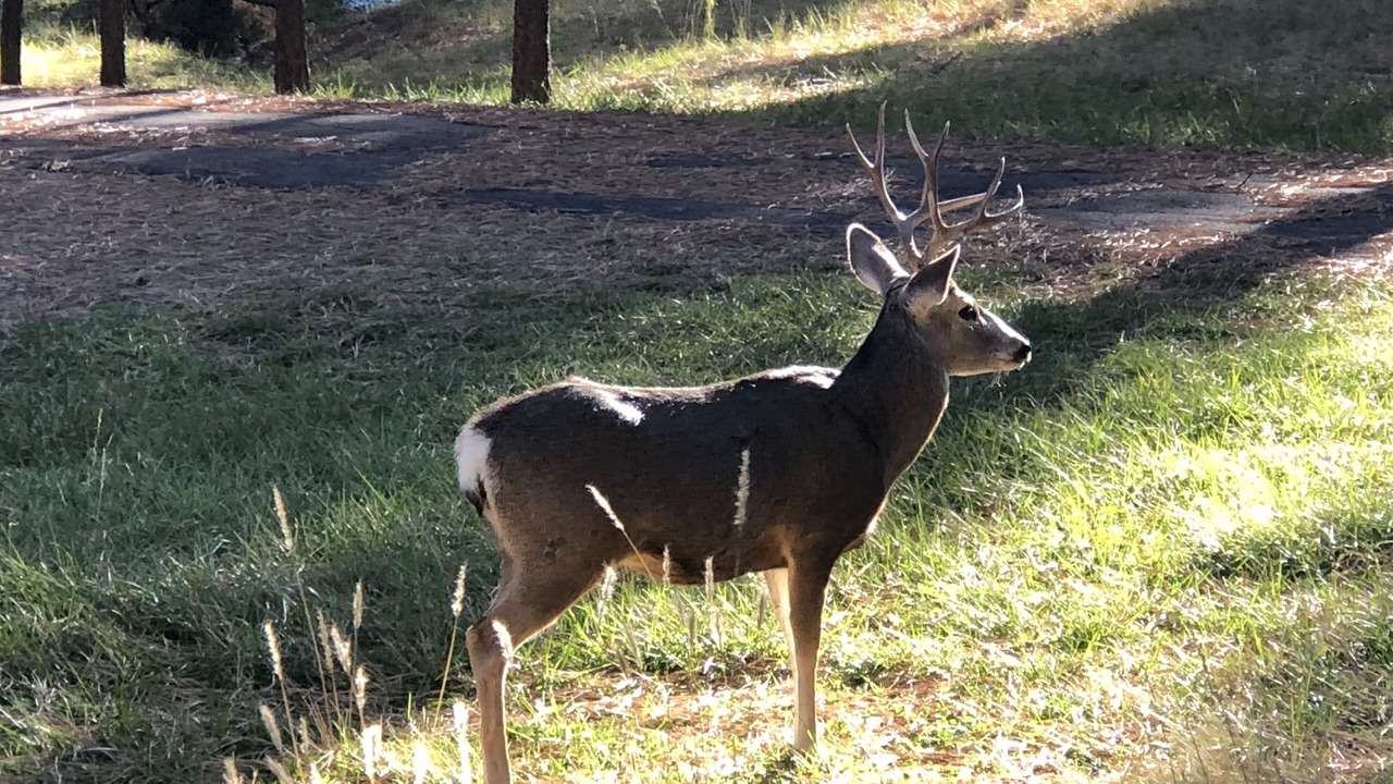 Photo of Outdoor in Ruidoso