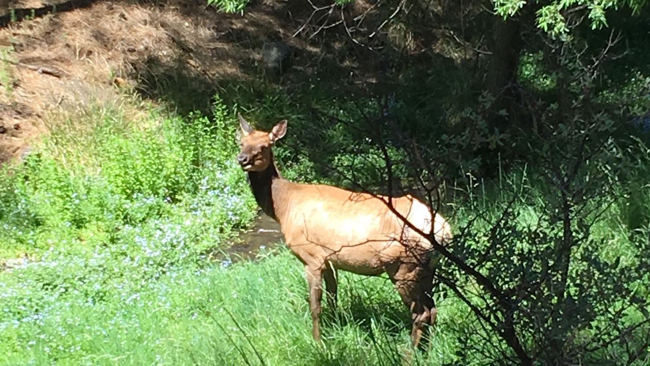 Photo of Outdoor in Ruidoso