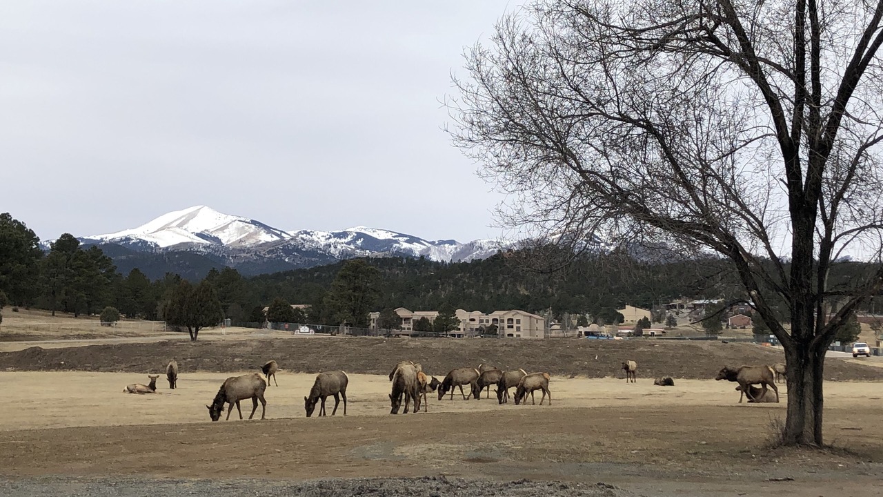 Photo of Others in Ruidoso