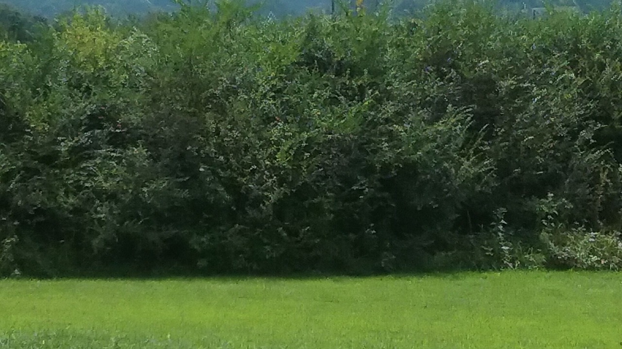 Photo of Outdoor in Sevierville