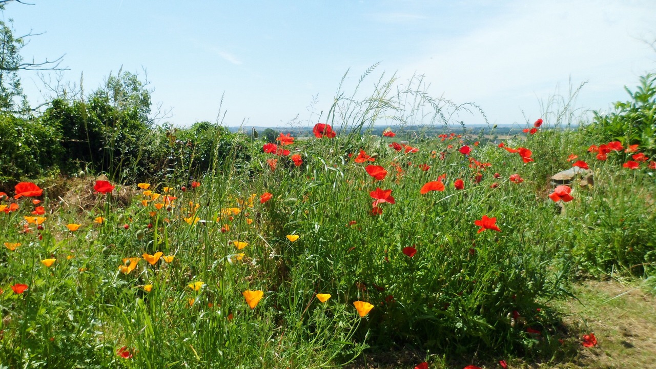 Photo of Outdoor in Pouzauges