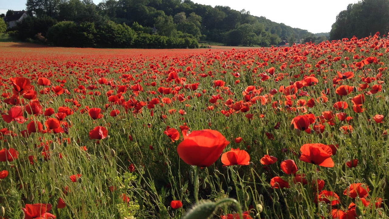 Photo of Outdoor in Savonnieres