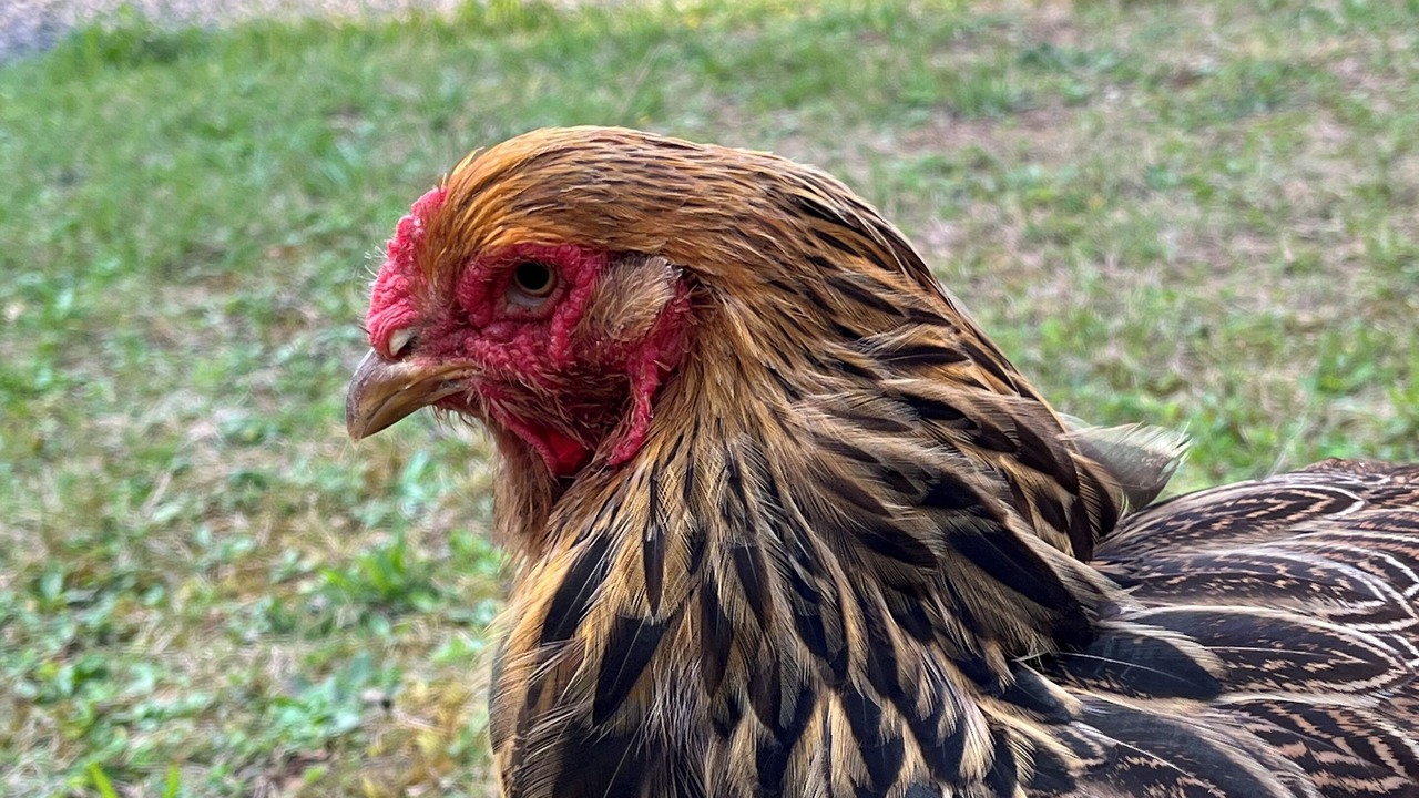 Photo of Outdoor in Savonnieres