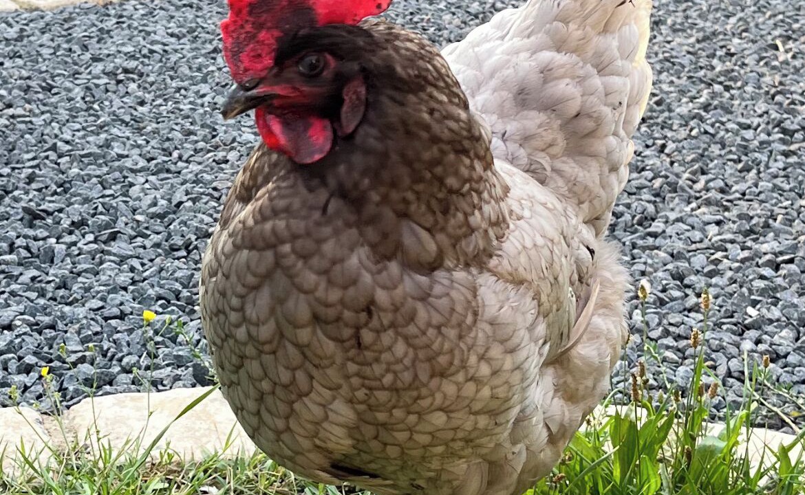 Photo of Others in Savonnieres