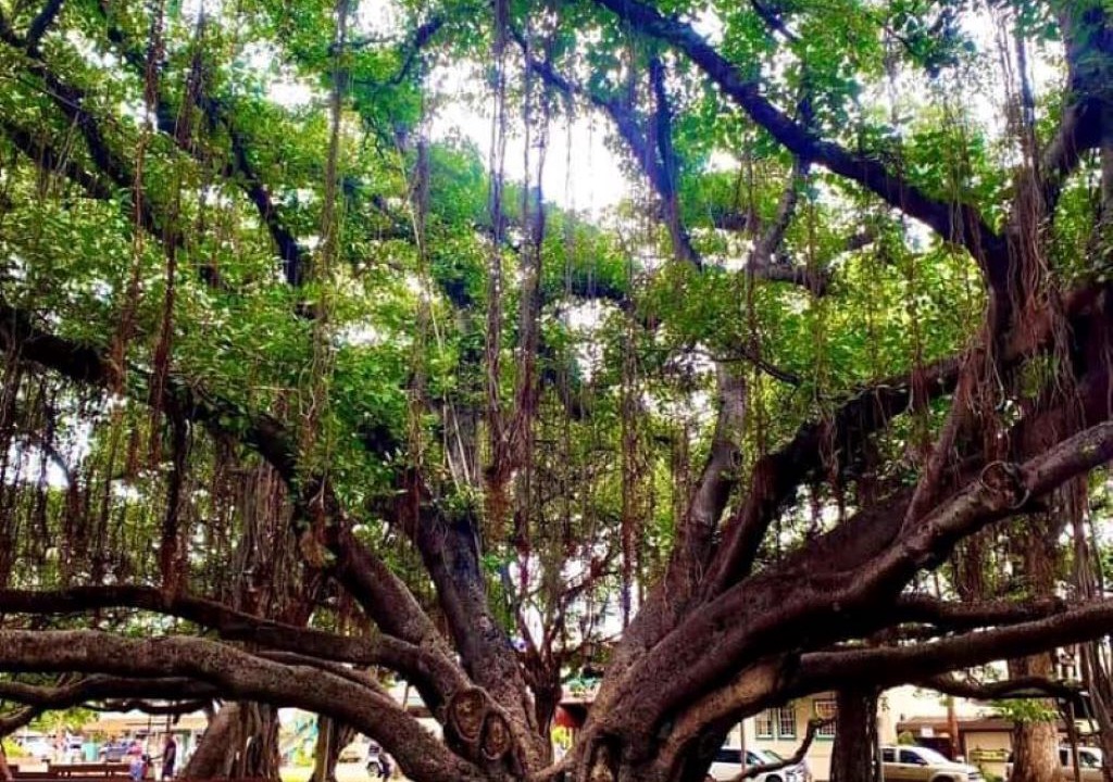 Photo of Outdoor in Honokowai
