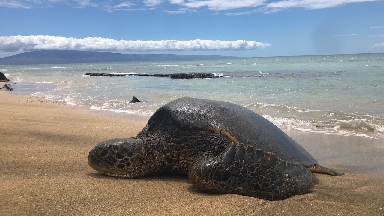 Photo of Others in Honokowai