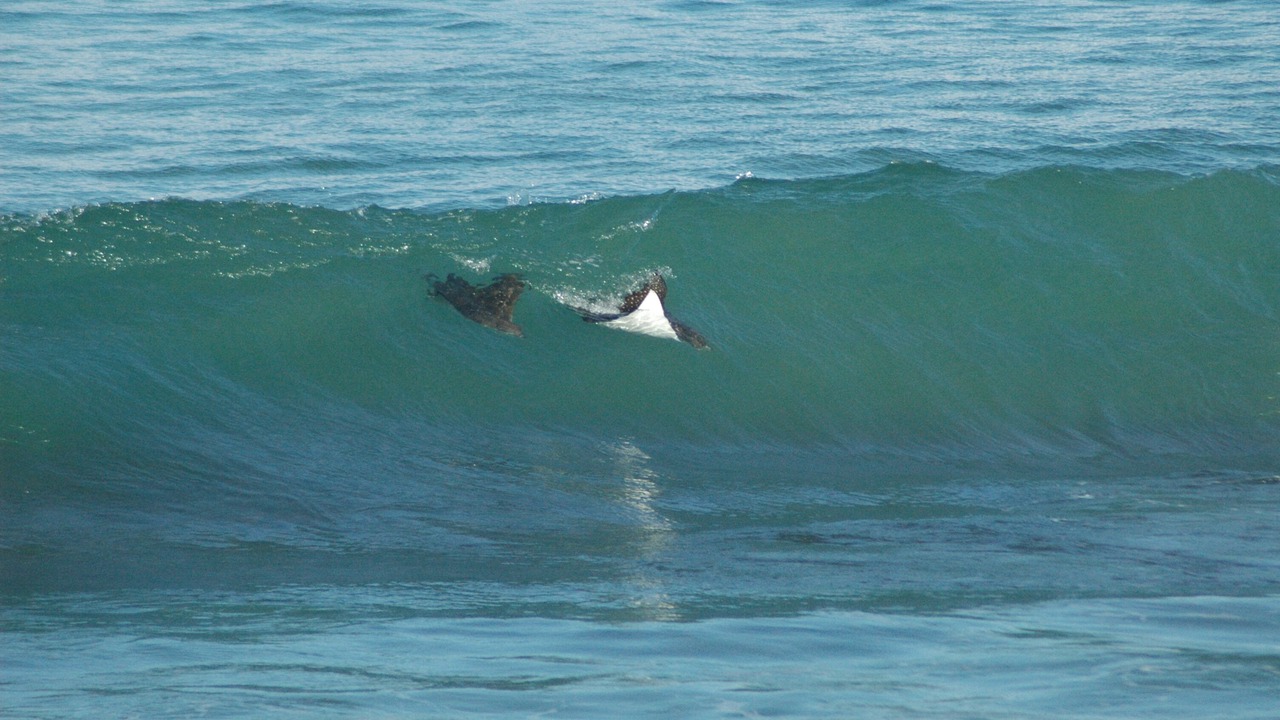 Photo of Others in Honokowai