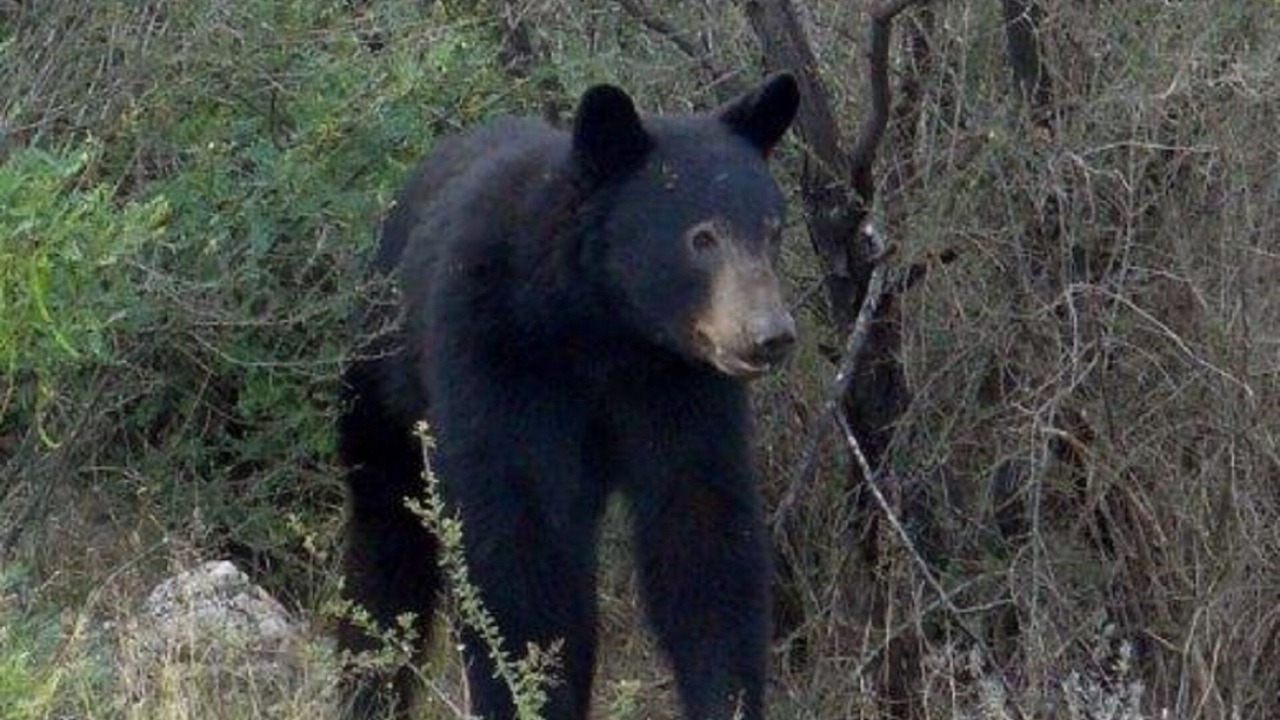 Photo of Others in Brewster County