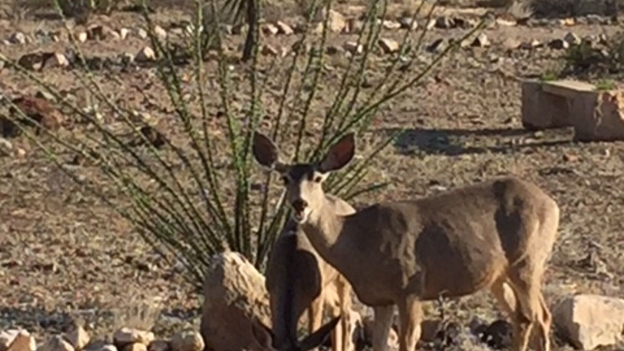 Photo of Others in Brewster County